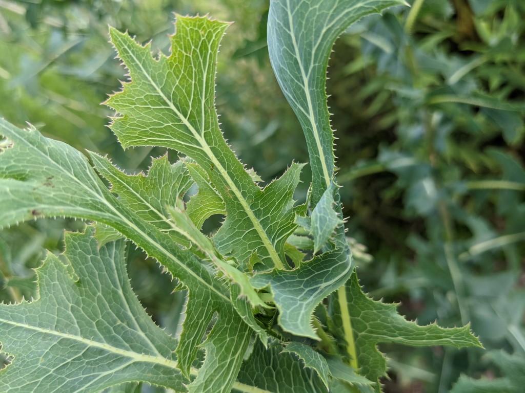 Lactuca serriola leaves