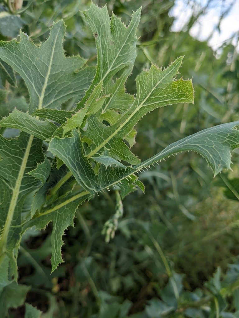 Lactuca serriola leaves