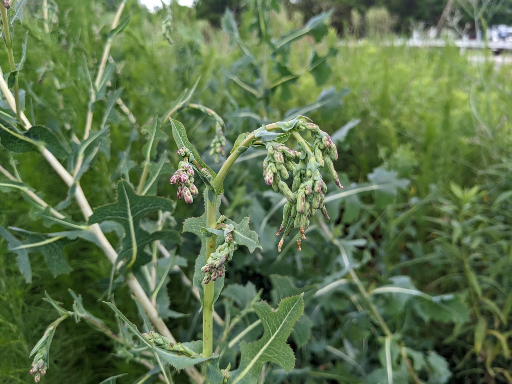 Lactuca serriola flowers