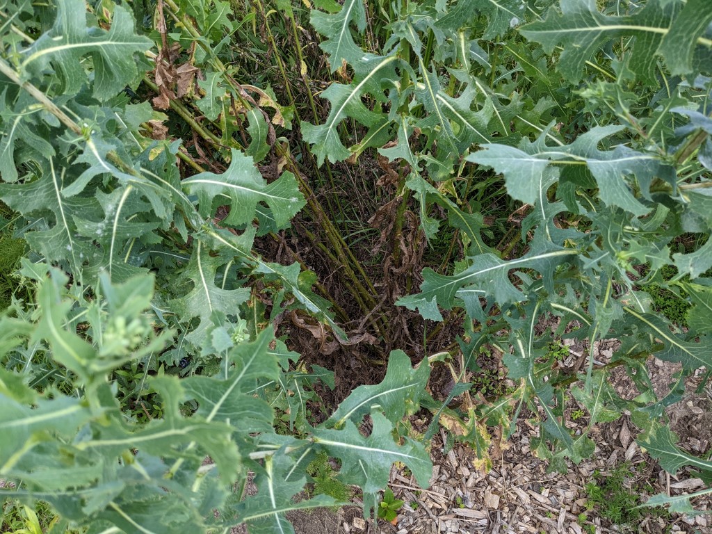 Lactuca serriola leaves