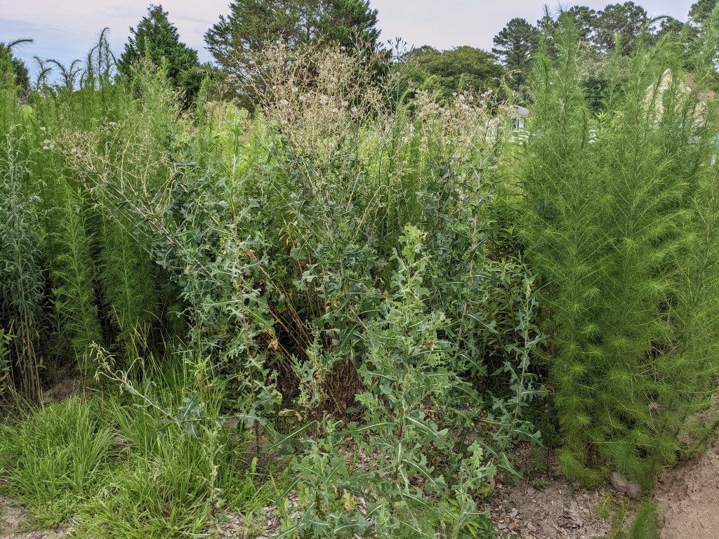 Lactuca serriola plants