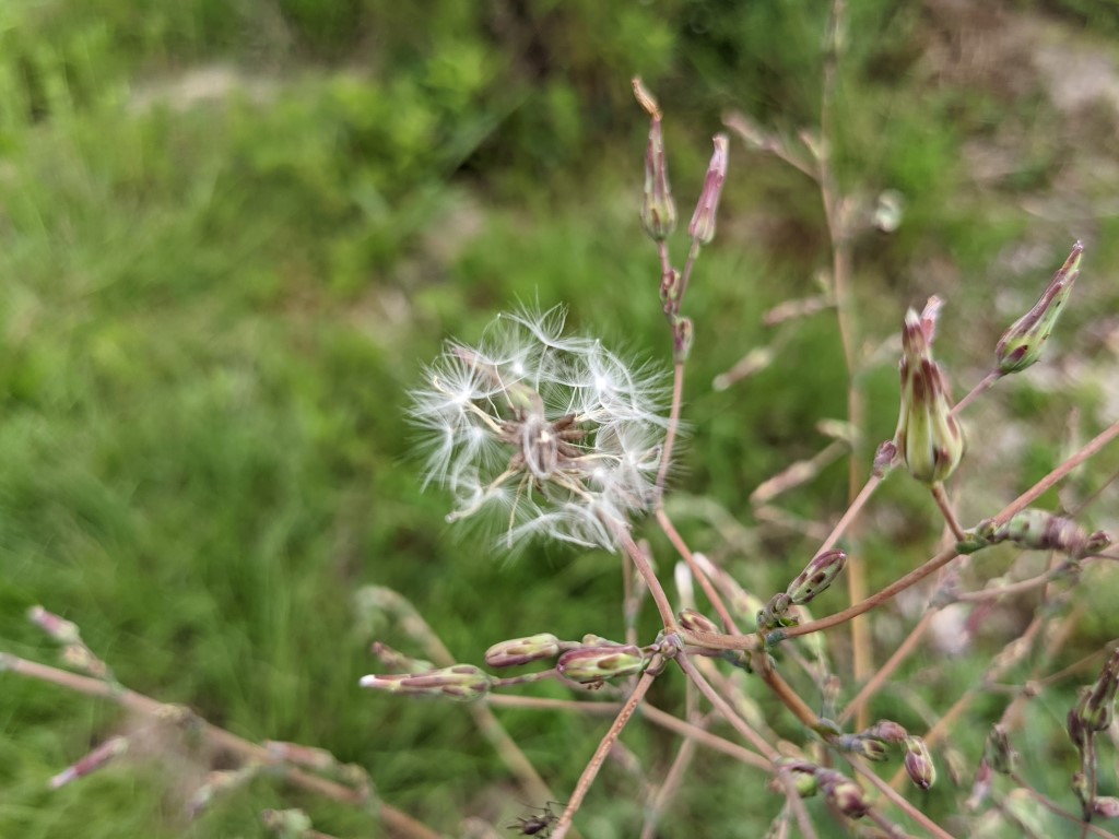 Lactuca serriola seeds