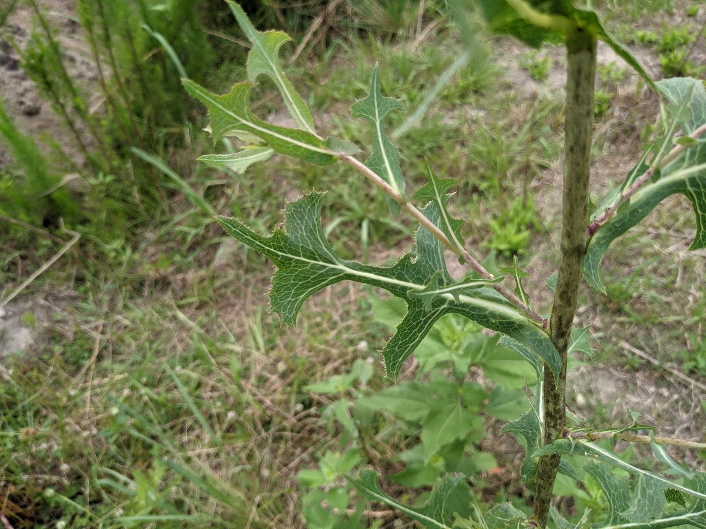 Lactuca serriola leaves