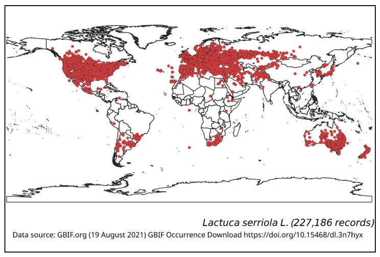 lactuca serriola distribution lactuca serriola distribution